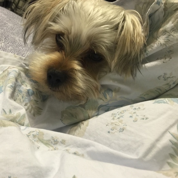 Meet your Posher, Su - Picture 1 of 1