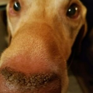 Meet your Posher, Ann