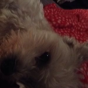 Meet your Posher, Lena