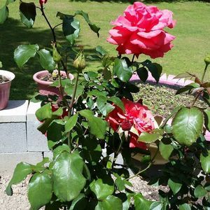 Meet your Posher, Rosa