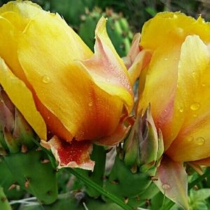 Meet your Posher, Tasha