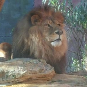 Meet your Posher, Rose