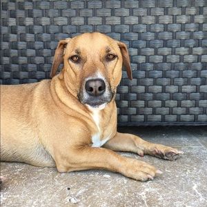 Meet your Posher, Heidi