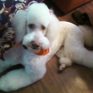 Meet your Posher, Sharon