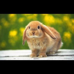 Meet your Posher, Sydney