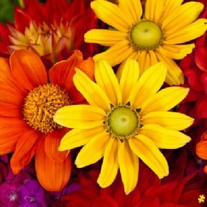 Meet your Posher, Kelly