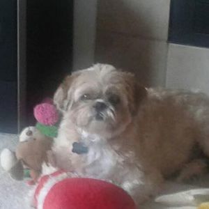 Meet your Posher, Susan