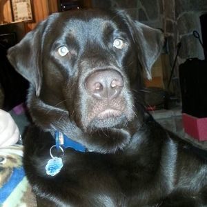 Meet your Posher, Elizabeth libby