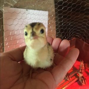 Meet your Posher, Susann