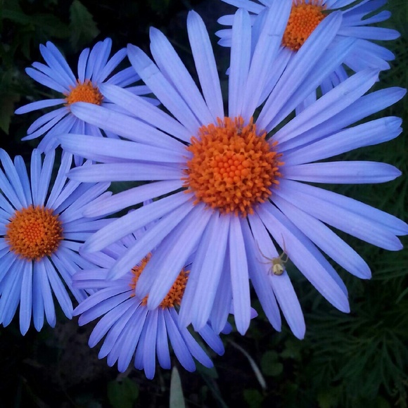 Meet your Posher, Cathy - Picture 1 of 1