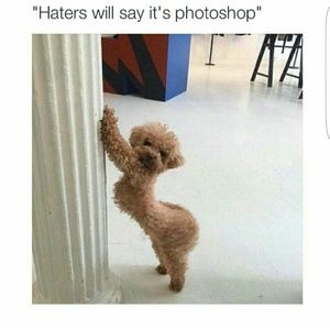 Meet your Posher, Briana