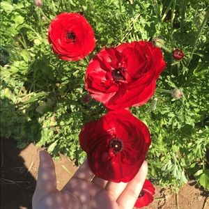 Meet your Posher, Diem