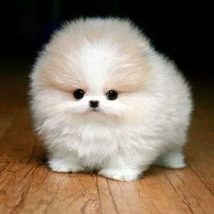 Meet your Posher, Barbara