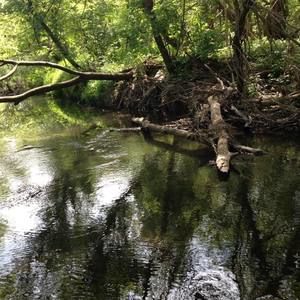 Meet your Posher, Lynne