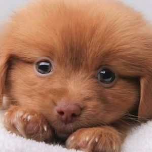 Meet your Posher, Maria