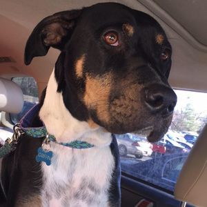 Meet your Posher, Grace