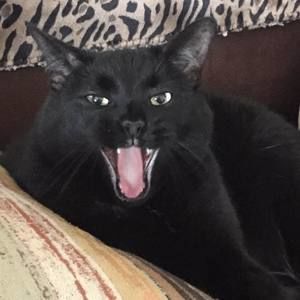 Meet your Posher, Ronda