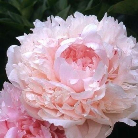 Meet your Posher, Adrienne