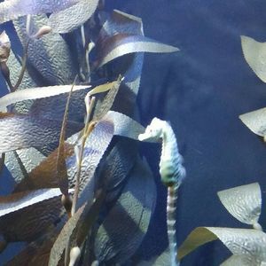 Meet your Posher, Deanna