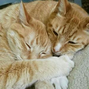 Meet your Posher, Malerie