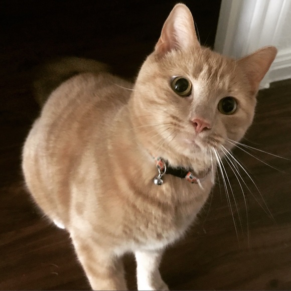 Meet your Posher - Picture 2 of 3