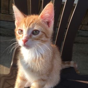 Meet your Posher, Alexis