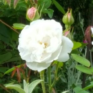 Meet your Posher, Sandy