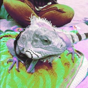 Meet your Posher, Amy