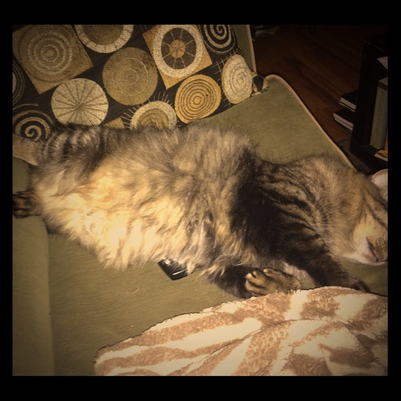 Meet Your Posher, McCatington! 🐈 - Picture 3 of 7