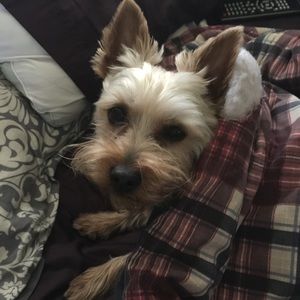 Meet your Posher, Kit