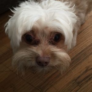 Meet your Posher, Lori