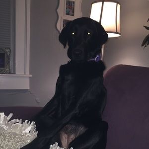 Meet your Posher, Ryann