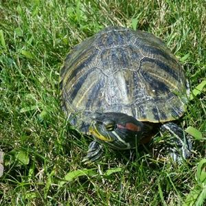 Meet your Posher, Becky