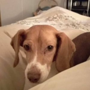 Meet your Posher, Brandie