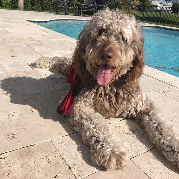 Meet your Posher, Paula π΄βοΈ - Picture 2 of 2