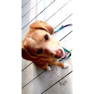 Meet your Posher, Henry