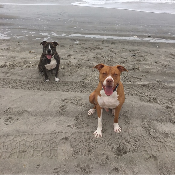 Meet your posher - Picture 3 of 4