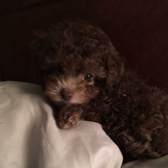 Meet your Posher, Racharl - Picture 1 of 1