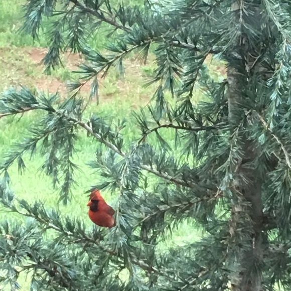 Meet your Posher, Ivy - Picture 1 of 1