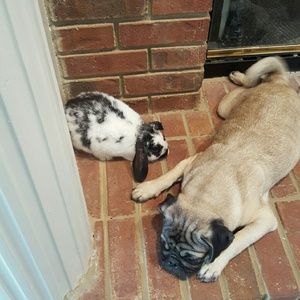 Meet your Posher, Ginger