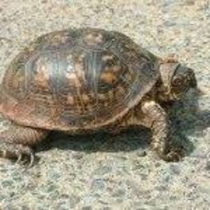 Meet your Posher, Kym