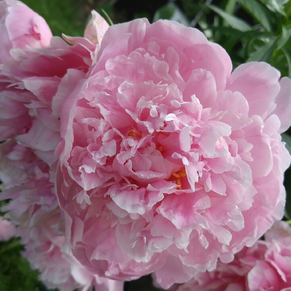 Meet your Posher, @GrinchHappyShopper - Picture 9 of 9