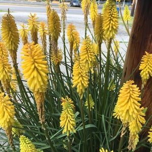 Meet your Posher, Martha