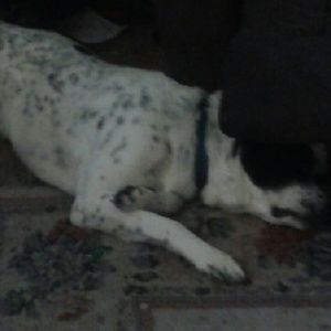 Meet your Posher, Gordon