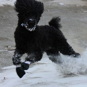 Meet your Posher, Ginger