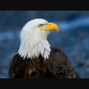 Meet your Posher, Jackey