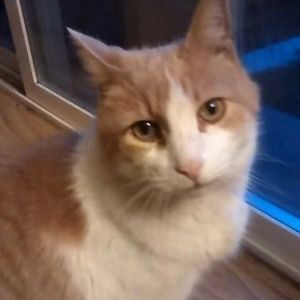 Meet your Posher, Ellen