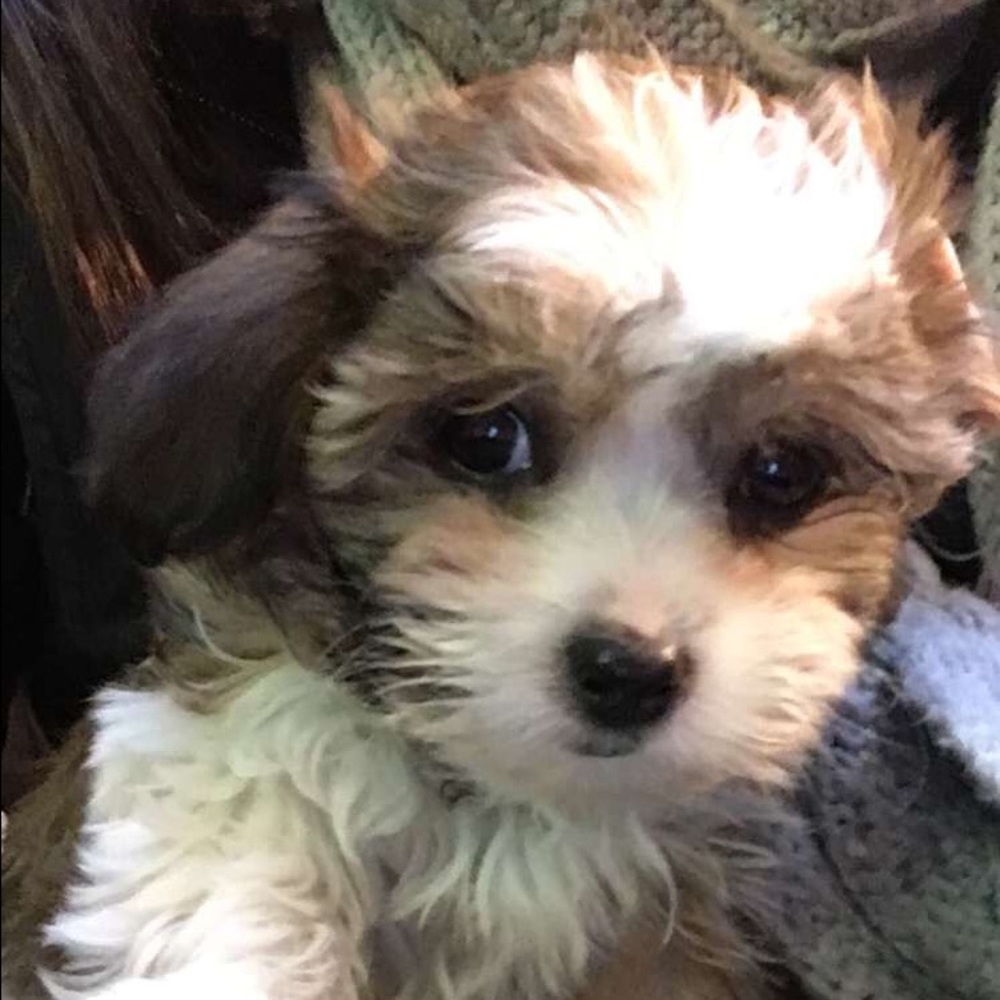 Meet your Posher, Reese