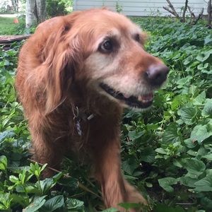 Meet your Posher, Annalise