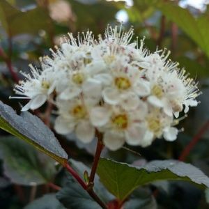 Meet your Posher, Candace